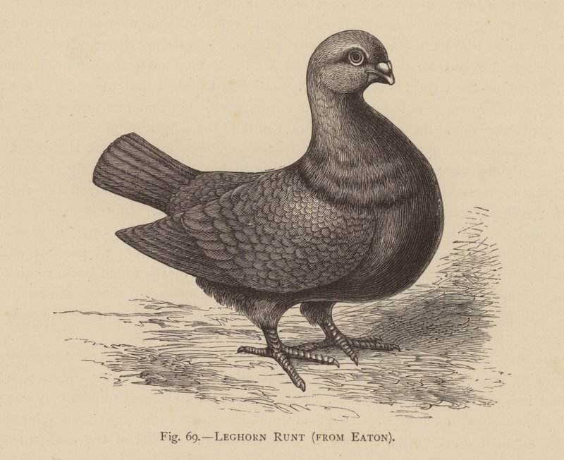 Pombos: Leghorn Runt, de Eaton (gravura) de English School