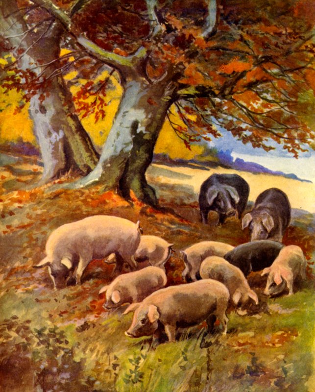 Porcos na relva (cor litho) de English School