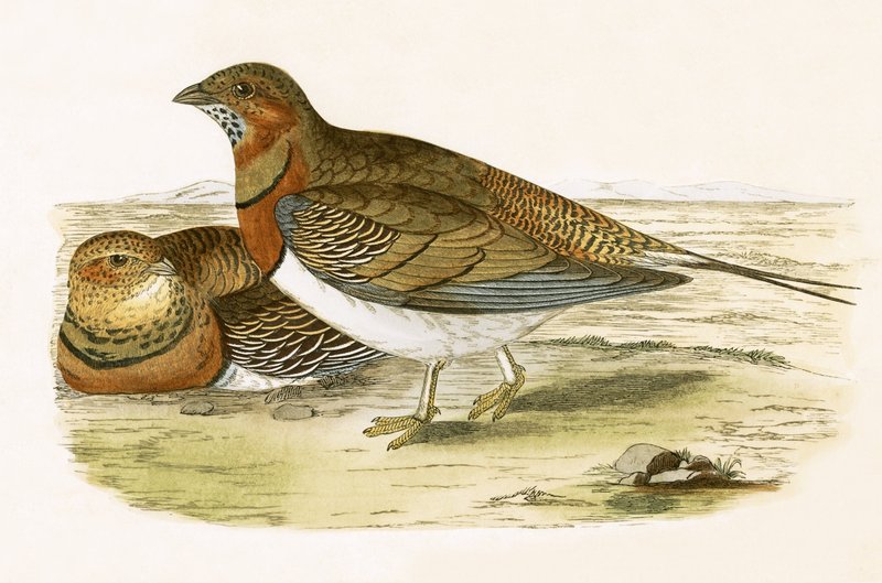 Pin Tailed Sand Grouse, ilustração de "Uma História das Aves da Europa Não Observadas nas Ilhas Britânicas", de Charles Robert Bree (1811-1886), publicada em 1867 de English School