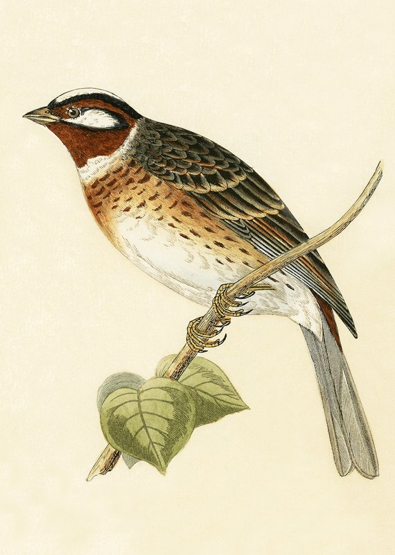Pinheiro, ilustração de "Uma História das Aves da Europa Não Observadas nas Ilhas Britânicas", de Charles Robert Bree (1811-1886), publicado em 1867 de English School