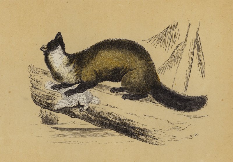 Pine Marten (litografia a cores) de English School