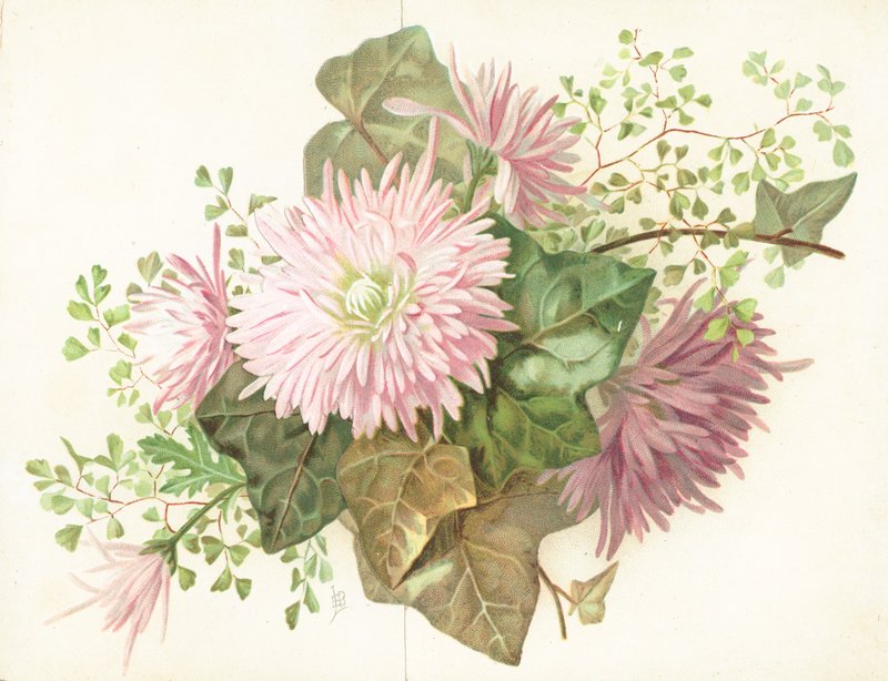 Flores cor-de-rosa (dália), cartão de English School