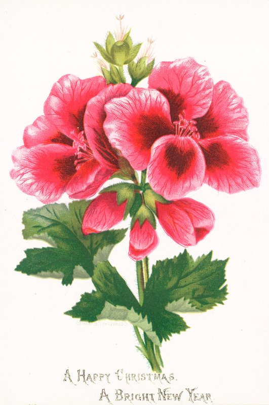 Flores cor-de-rosa, cartão de Natal de English School
