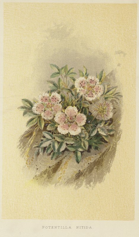 Cinquefoil rosa de English School