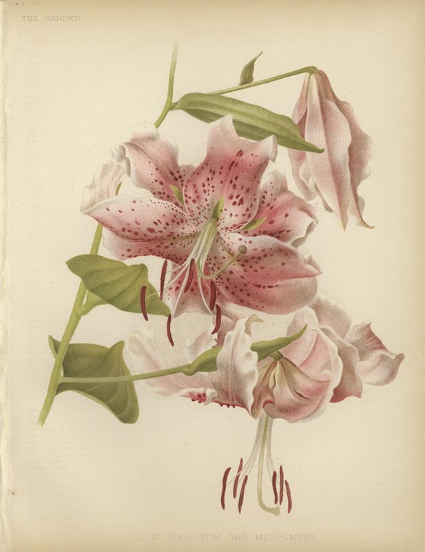 Lírio rosa de English School