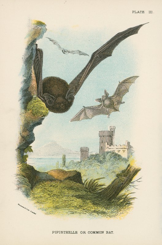 Pipistrelle ou morcego comum de English School