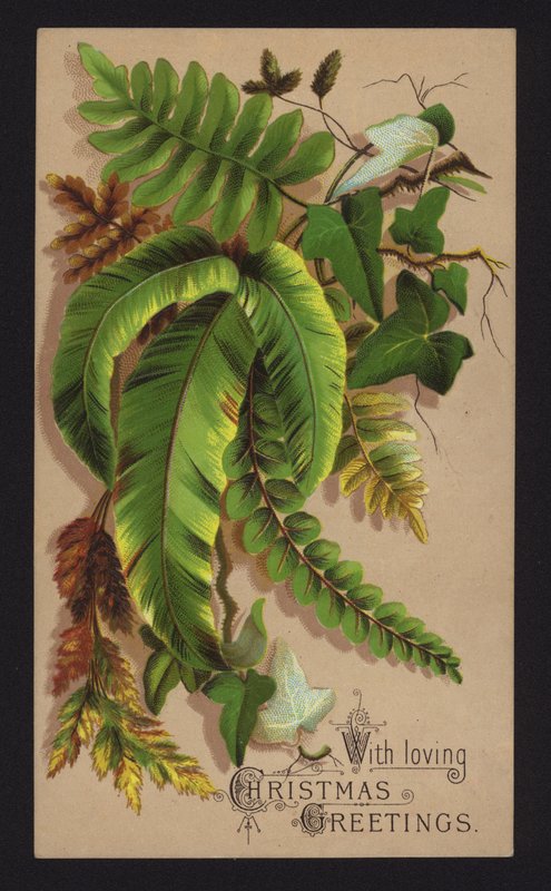 Folhas de plantas, cartão de felicitações de Natal, final do século XIX ou início do século XX (cromolitho) de English School