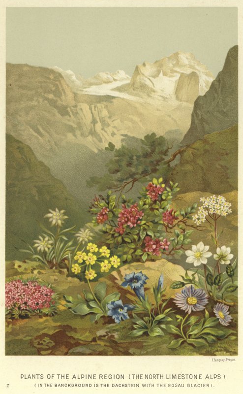 Plantas da região alpina, os Alpes do norte da pedra calcária de English School