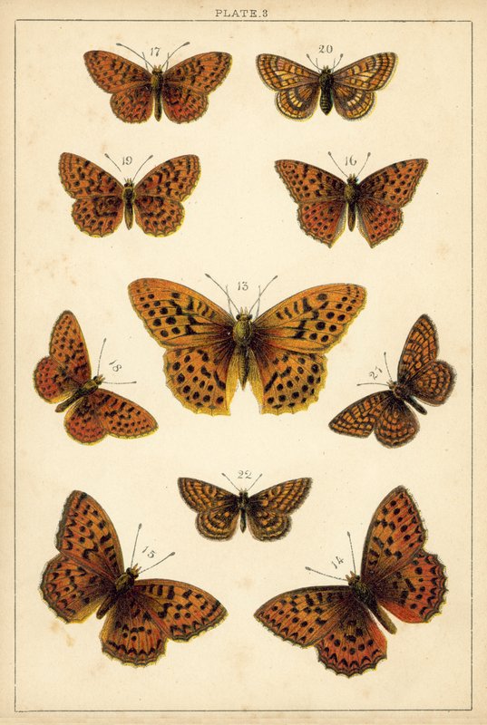 Prato das Borboletas e Traças do Nosso País (chromolitho) de English School
