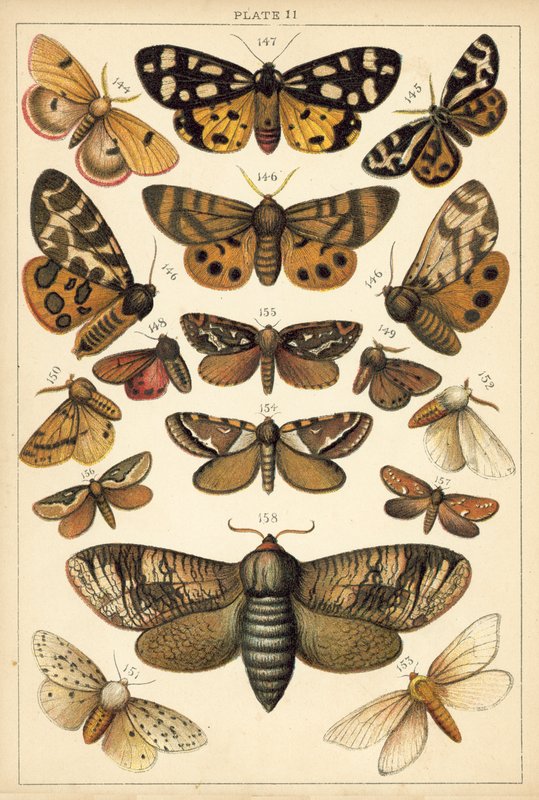 Prato das Borboletas e Traças do Nosso País (chromolitho) de English School