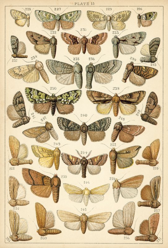 Prato das Borboletas e Traças do Nosso País (chromolitho) de English School