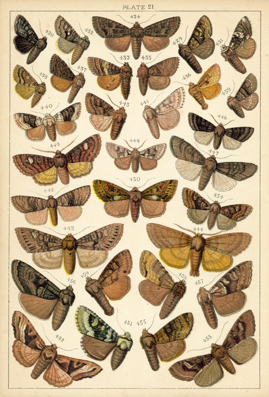 Prato das Borboletas e Traças do Nosso País (chromolitho) de English School