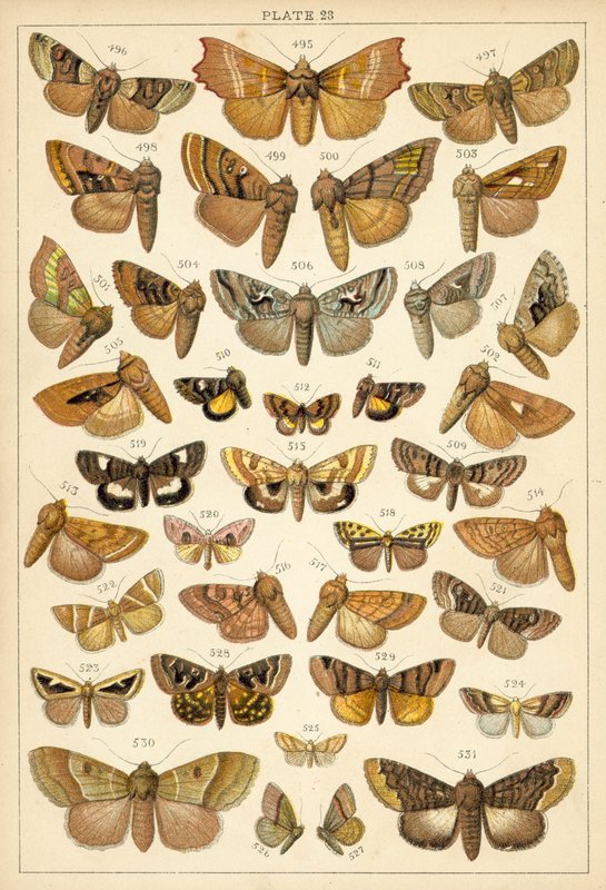 Prato das Borboletas e Traças do Nosso País (chromolitho) de English School