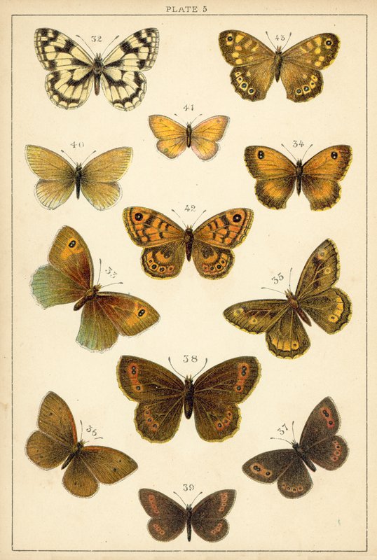 Prato das Borboletas e Traças do Nosso País (chromolitho) de English School
