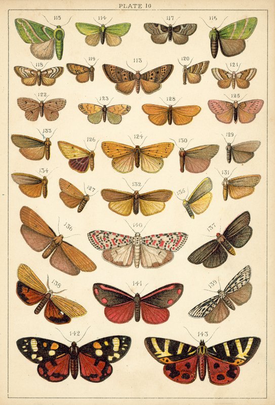 Prato das Borboletas e Traças do Nosso País (chromolitho) de English School