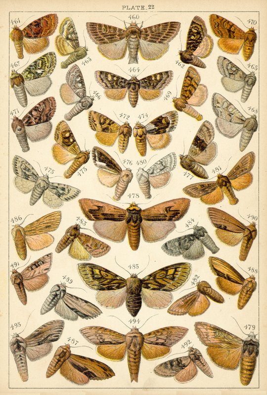 Prato das Borboletas e Traças do Nosso País (chromolitho) de English School