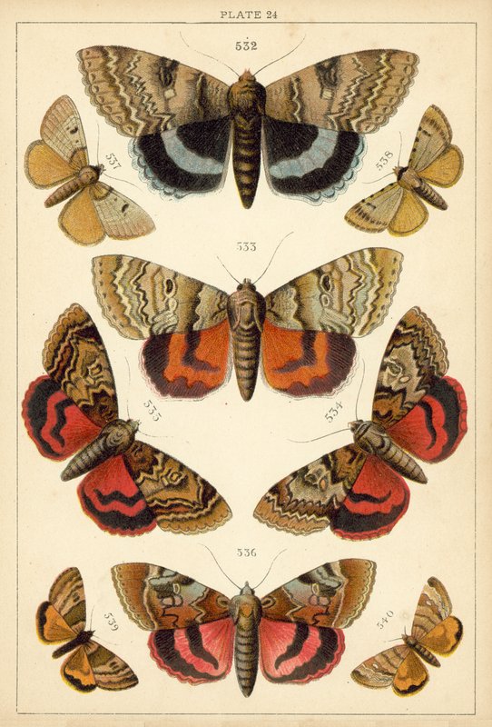 Prato das Borboletas e Traças do Nosso País (chromolitho) de English School