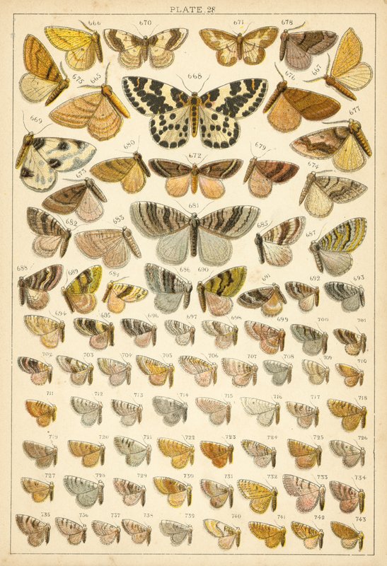 Prato das Borboletas e Traças do Nosso País (chromolitho) de English School