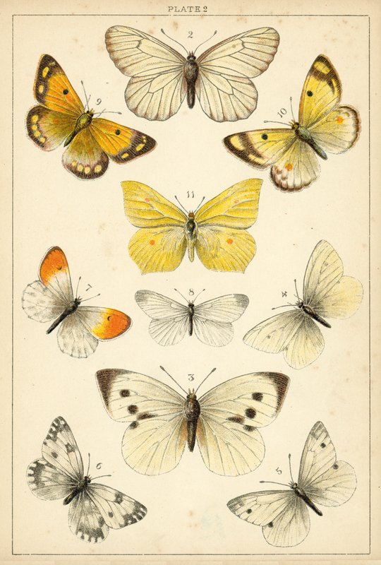 Prato das Borboletas e Traças do Nosso País (chromolitho) de English School