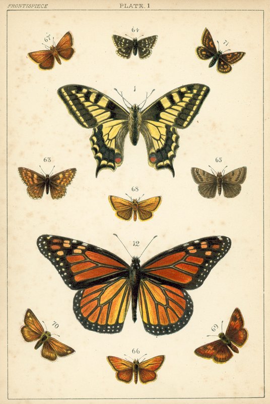 Prato das Borboletas e Traças do Nosso País (chromolitho) de English School