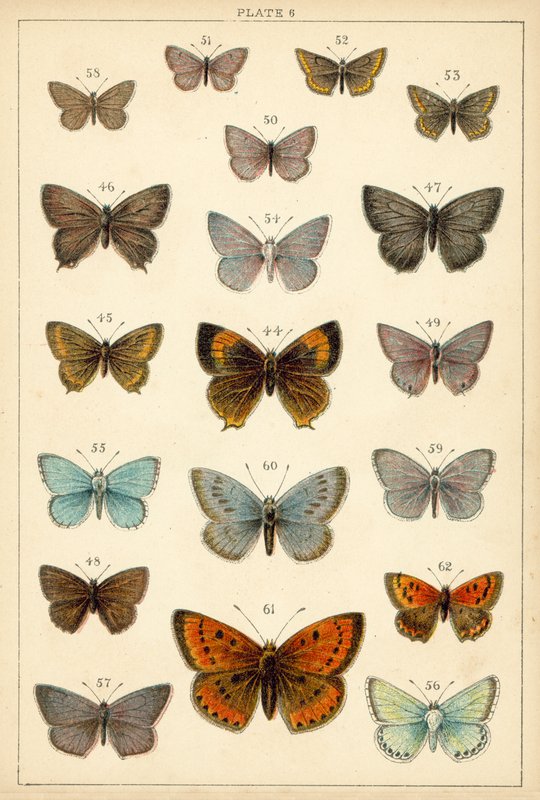 Prato das Borboletas e Traças do Nosso País (chromolitho) de English School
