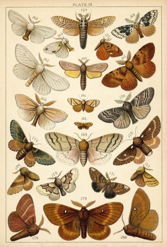 Prato das Borboletas e Traças do Nosso País (chromolitho) de English School