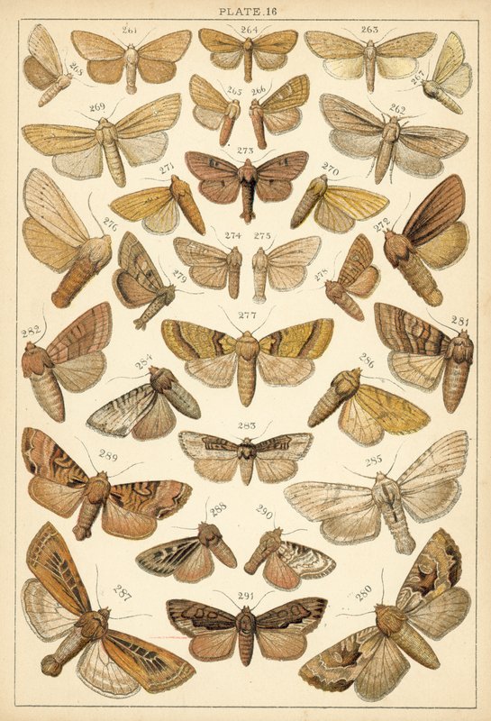 Prato das Borboletas e Traças do Nosso País (chromolitho) de English School