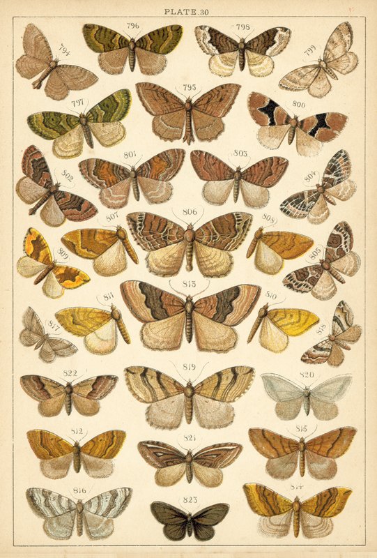 Prato das Borboletas e Traças do Nosso País (chromolitho) de English School