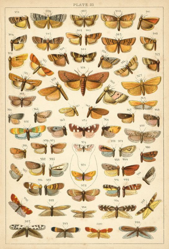 Prato das Borboletas e Traças do Nosso País (chromolitho) de English School