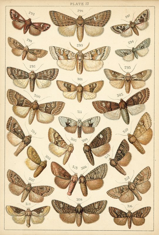 Prato das Borboletas e Traças do Nosso País (chromolitho) de English School