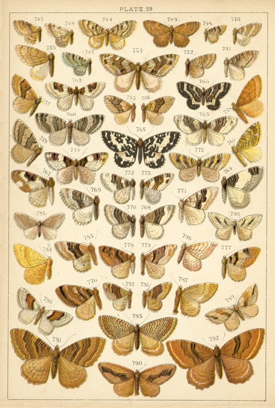 Prato das Borboletas e Traças do Nosso País (chromolitho) de English School