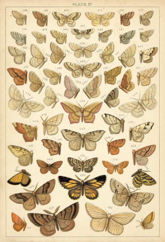 Prato das Borboletas e Traças do Nosso País (chromolitho) de English School