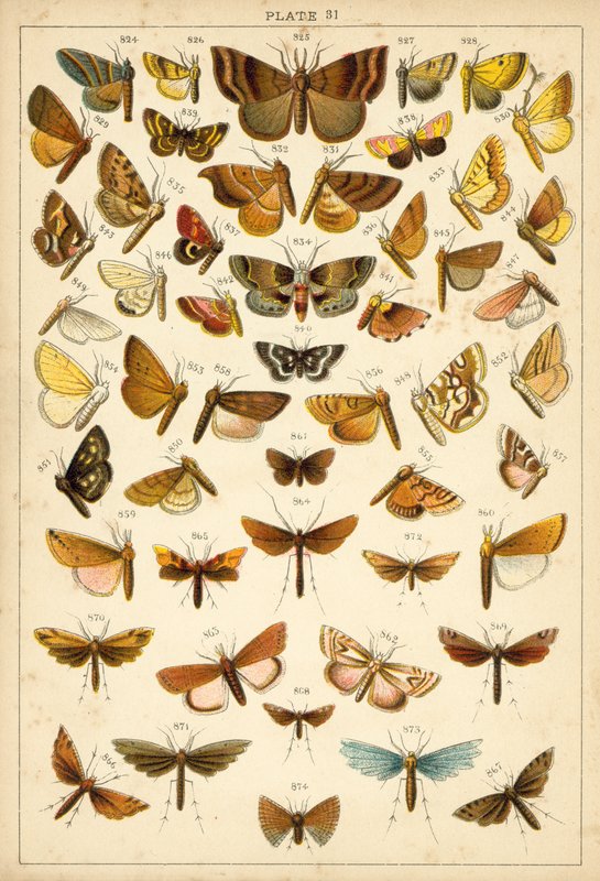 Prato das Borboletas e Traças do Nosso País (chromolitho) de English School