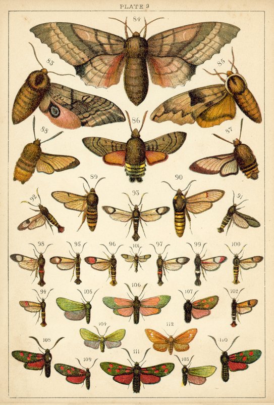Prato das Borboletas e Traças do Nosso País (chromolitho) de English School