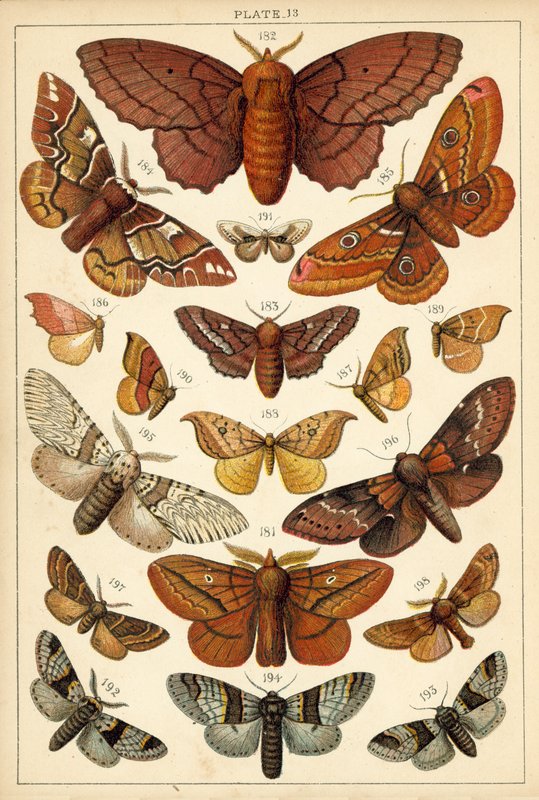 Prato das Borboletas e Traças do Nosso País (chromolitho) de English School