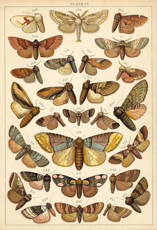 Prato das Borboletas e Traças do Nosso País (chromolitho) de English School