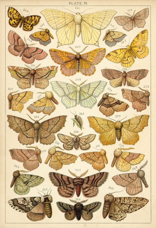 Prato das Borboletas e Traças do Nosso País (chromolitho) de English School