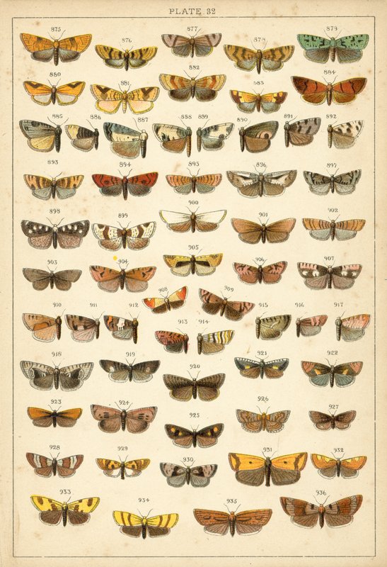 Prato das Borboletas e Traças do Nosso País (chromolitho) de English School