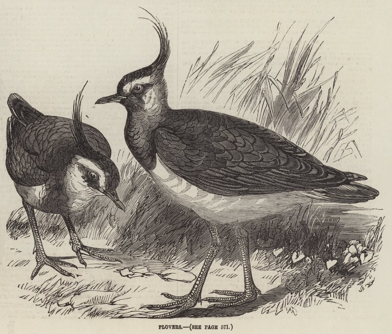 Plovers (gravura) de English School
