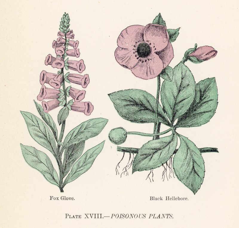 Plantas venenosas (cor litho) de English School