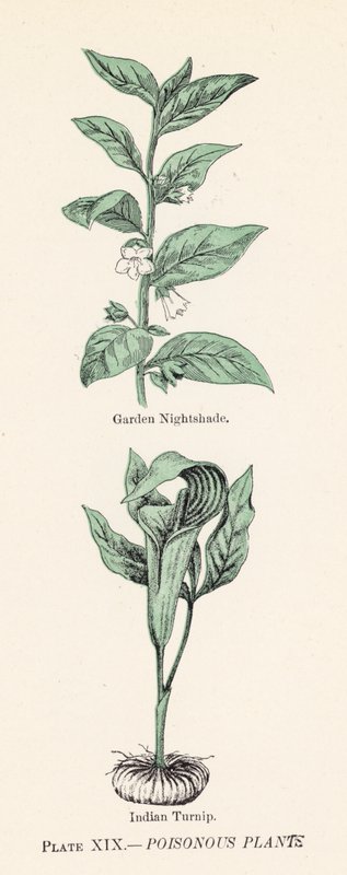 Plantas venenosas (cor litho) de English School