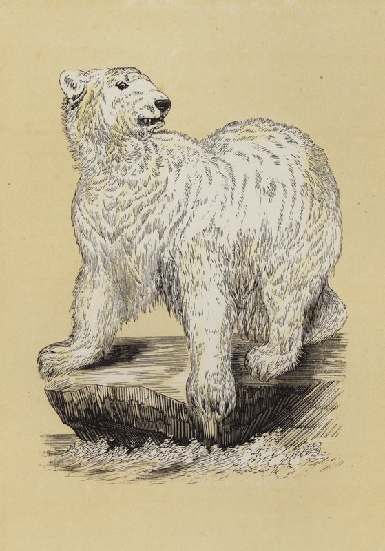 Urso Polar (cor litho) de English School