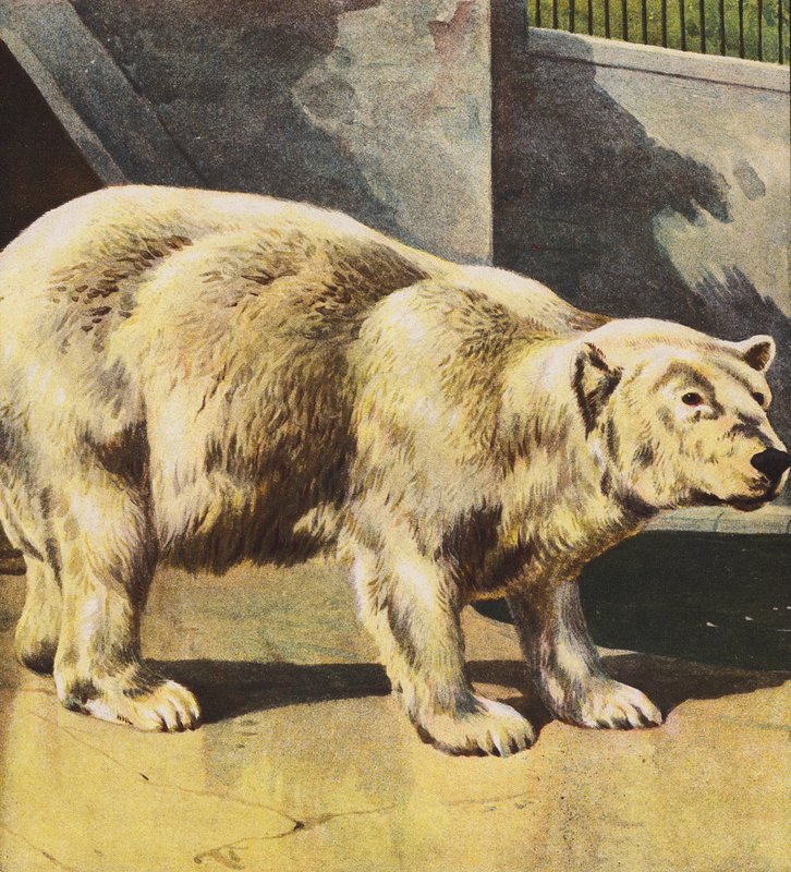 Urso polar (litografia a cores) de English School