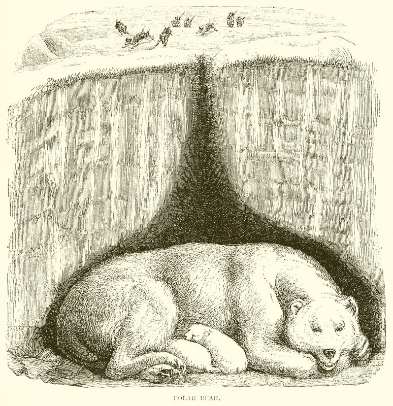 Urso polar de English School