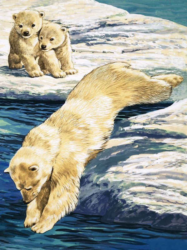 Urso Polar e filhotes de English School