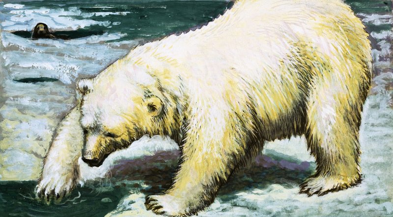Pesca urso polar de English School