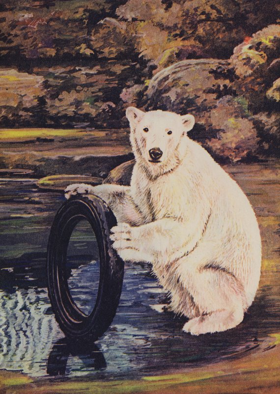 Urso polar brincando com um pneu no zoológico de English School