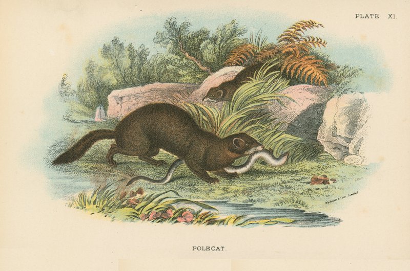 Polecat de English School