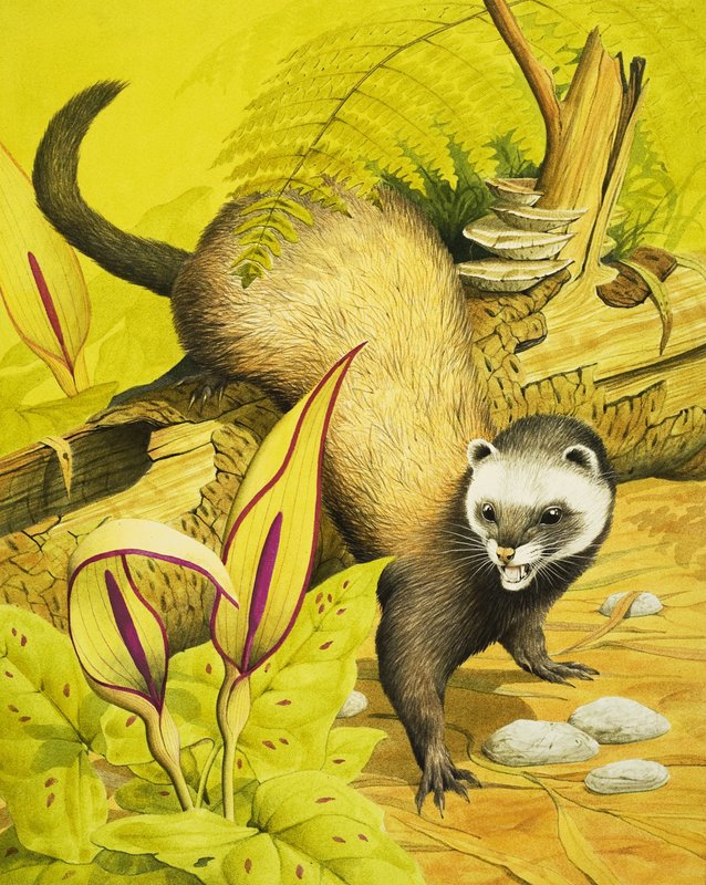 Polecat de English School