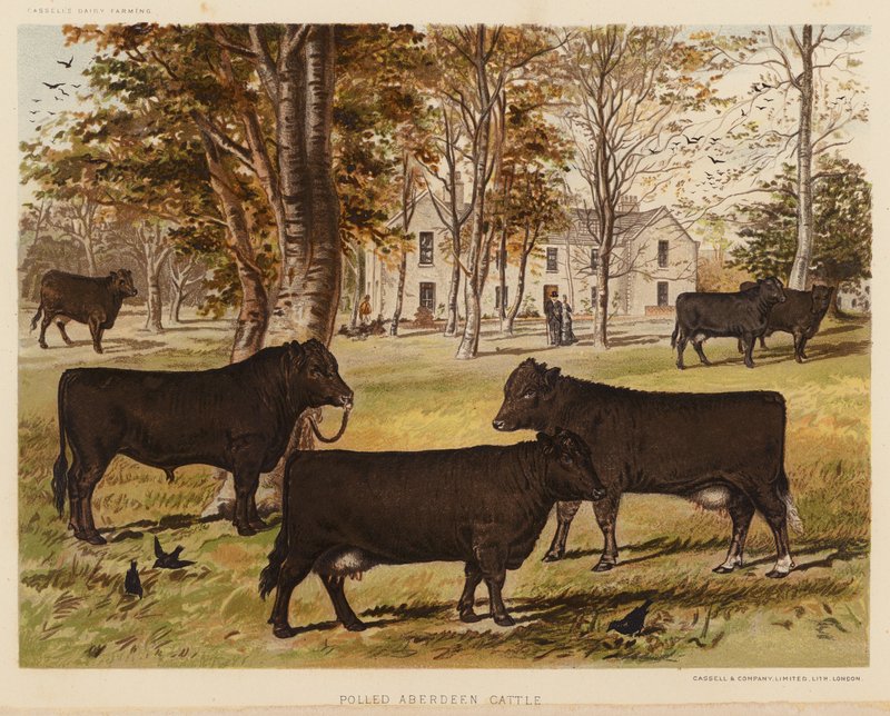 Gado Aberdeen Polled (litografia a cores) de English School